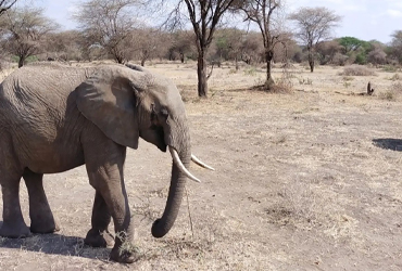 2days-short-tanzania-safari